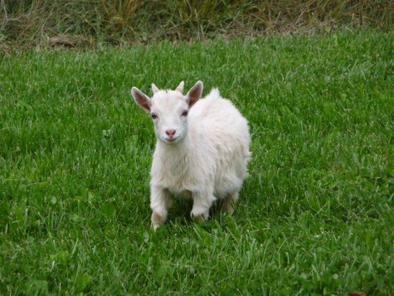 Goat